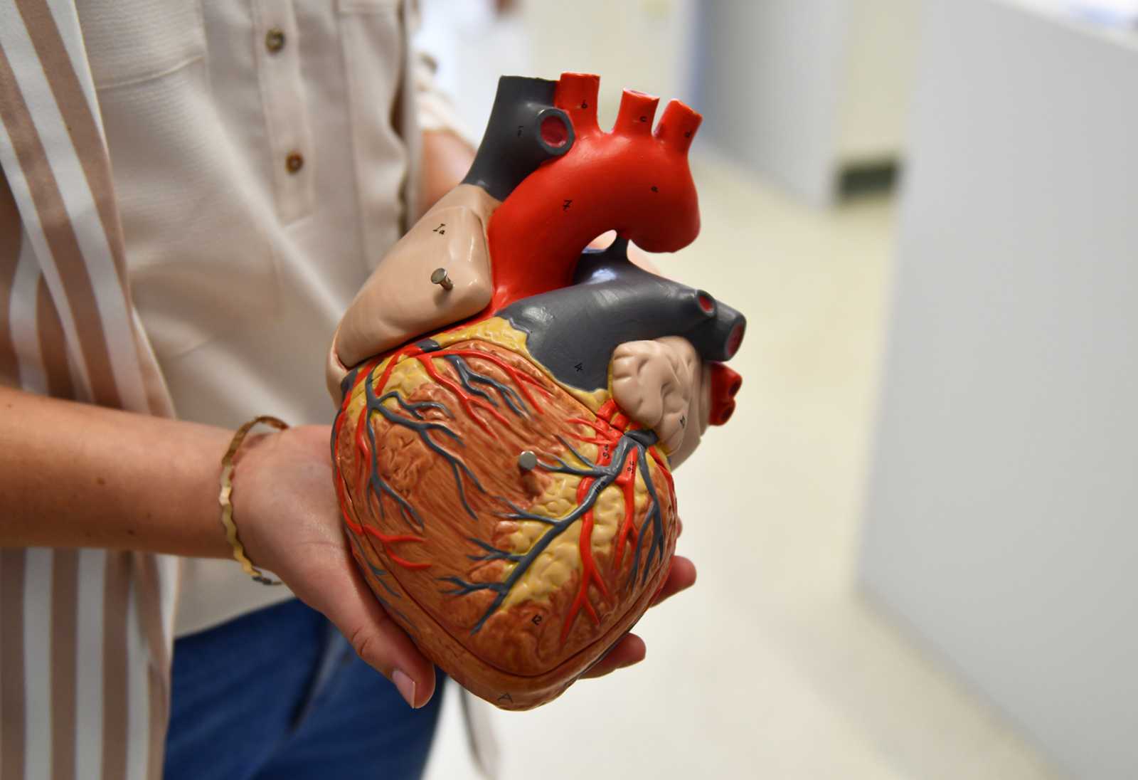 Das Modell des Herzens ist viel größer als das tatsächliche Organ. In der Realität ist es ungefähr faustgroß. (Foto: FH Münster/Katharina Kipp)