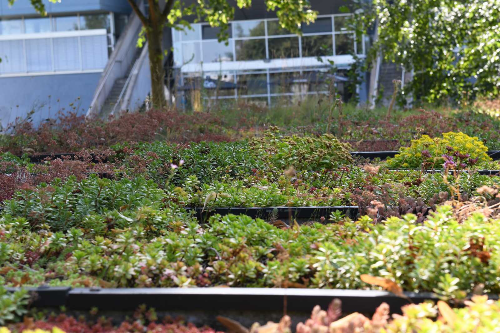 Das Wasser auf verschiedenen Pflanzen verdunstet unterschiedlich – und dementsprechend sind auch die Kühleffekte von grünen Dächern verschieden. (Foto: FH Münster/Theresa Gerks)
