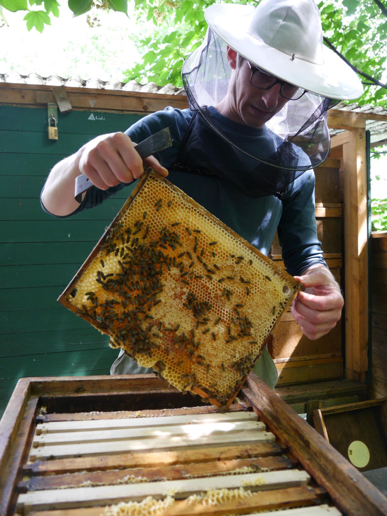 Steffen Schmidt hat seine Bienen im Campusgarten gut im Griff. (Foto: FH Münster/Rena Ronge)