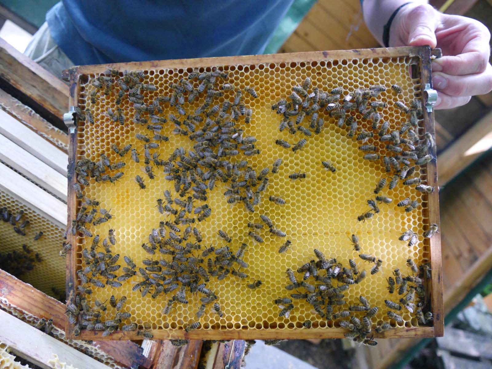 Die Bienen bleiben ganz ruhig, wenn der Hobby-Imker nach dem Rechten schaut. (Foto: FH Münster/Rena Ronge)