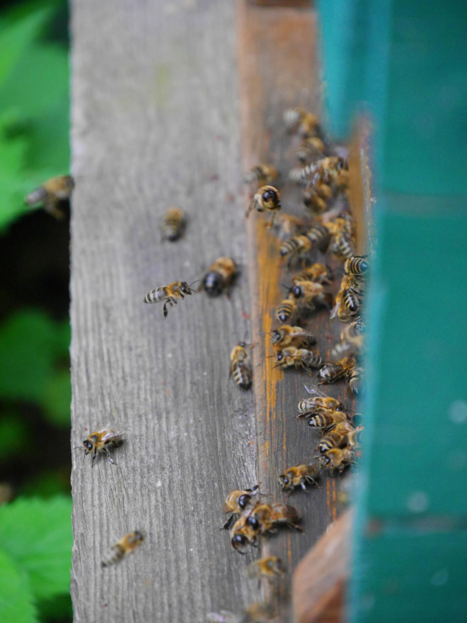 Fleißige Bienen am Werk: Sie bringen eifrig Pollen in ihren Stock. (Foto: FH Münster/Rena Ronge) 