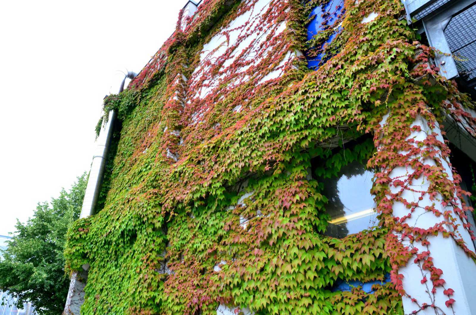… Wände schaffen Verdunstungsflächen und sorgen für ein besseres Klima. (Foto: FH Münster/Pressestelle)