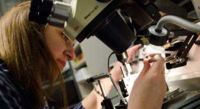 Bei der Arbeit am Mikroskop ist Fingerspitzengefühl gefragt! (Foto: Theresa Gerks)