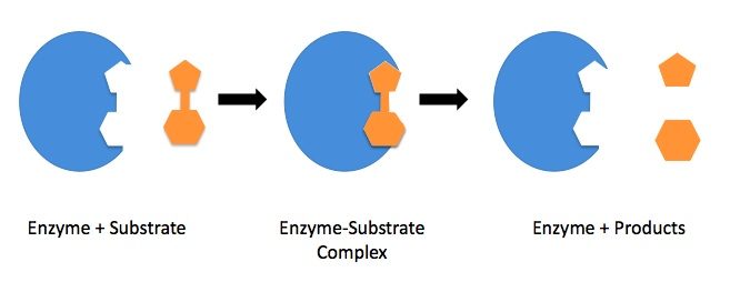 Schema - Enzyme, Substrate, Produkte
