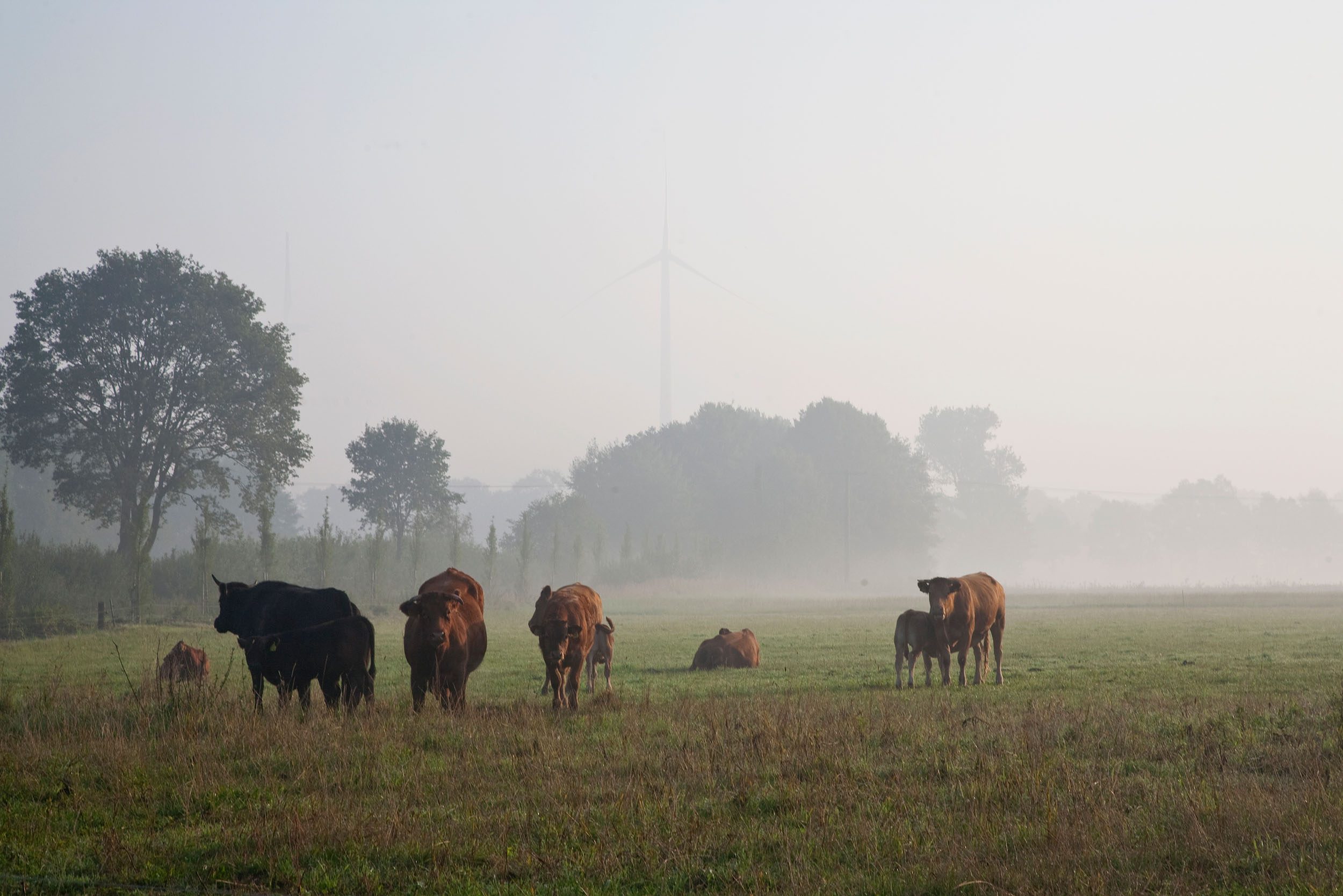 Kühe auf der Weihe 